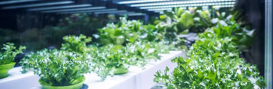 Plants in Glasshouse illuminated by grow lights